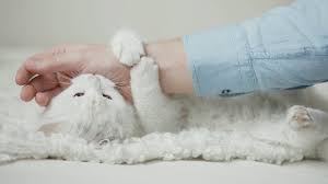 kedilerde isirma davranisi kediler neden isirir kedi rehberi