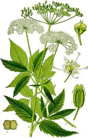Flora Von Deutschland österreich Und Der Schweiz 1885 Pdf Aegopodium Podagraria Wikiwand