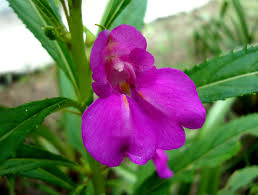 Classification based on flower branches, clusters and inflorescences. Impatiens Balsamina Wikipedia