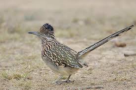A new documentary, roadrunner, explores the complexity of the man who seemed to have the. Description Of The Greater Roadrunner