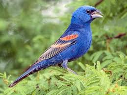 Image result for Passerina montana