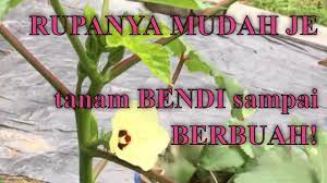 Cara aplikasi dengan cara dibenamkan ke dalam lubang tanam. Senang Betul Tanam Kacang Bendi Okra Sampai Berbuah Youtube