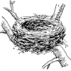 This coloring page depicts hungry baby birds want the mother bird to come and feed for them in a nest. 1