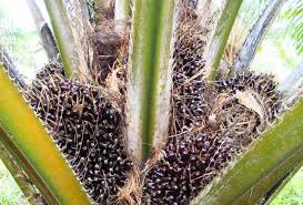 Secara umum, dapat diindikasikan bahwa pengembangan perkebunan kelapa sawit masih mempunyai prospek harga, ekspor, dan pengembangan produk (suwarto dan octavianty, 2010). 5 Sebab Kenapa Anda Rugi Menanam Kelapa Sawit Kartel Dakwah