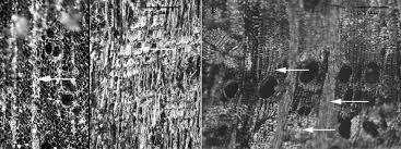 Image result for Spirostachys