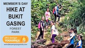 It is a popular hiking spot amongst hiking regulars and it is a fairly simple trail which is a good place for beginners to start. Member S Day Hike At Bukit Gasing Forest Park Youtube