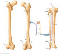 15 photos of the leg bones anatomy diagram. Bones In Leg Diagram Human Leg Human Leg Leg Bones Knee Bones The Lower Leg Consists Of Two Bones