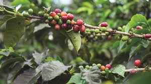 Load International – Exportamos Frutas de Alta Calidad