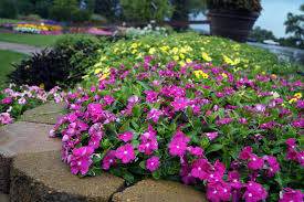 Check spelling or type a new query. Vinca Umn Extension