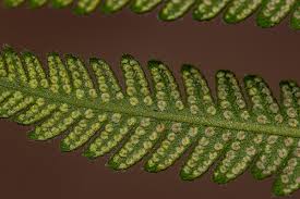 Image result for Christella gueinziana