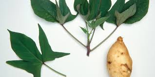 We did not find results for: Nutrisi Daun Ubi Jalar