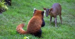 Zoo De Mulhouse Et Parc Botanique Horaires Tarifs Visite Naissance Entree Plan Parc Zoologique Zoo Animalier