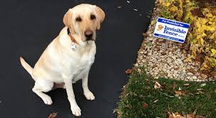Now i have a $300 paper weight. Do Invisible Fences Work For Dogs My Dog S Name