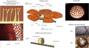 Hand drawn tribal, boho and ethnic illustration in doodle and style. Rafflesia Spp Propagation And Conservation Springerlink