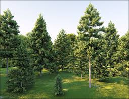 Which Trees And Plants Are Available In Lumion Lumion The tree seems lush, but the image shows nothing. plants are available in lumion
