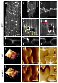 Plant preservative mixture plant cell technology. A Tension Adhesion Feedback Loop In Plant Epidermis Elife