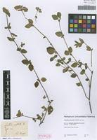 Image result for Justicia protracta