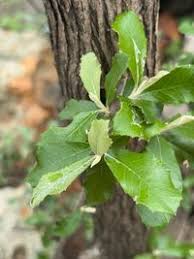 Image result for Brachylaena huillensis