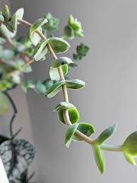Succulent Stretching How To Prune Leggy Succulents In 2020 Plant Decor Indoor Succulents Planting Succulents