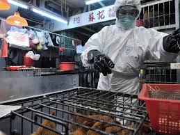 China reported the world's first human infection of the h10n3 bird flu strain on tuesday but said the risk of it spreading widely among people was low. Bdpapdbcico8km