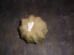 Image result for Landolphia eminiana