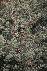 Check spelling or type a new query. Buy Broad Leaved Silver Holly Female Ilex Aquifolium Argentea Marginata 26 99 Delivery By Crocus