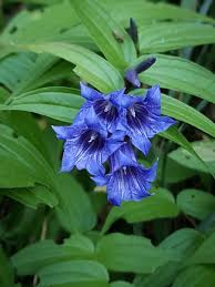 Image result for Gentianaceae