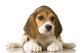 Beaglelarin Bir Ozelligi De Ses Tellerindeki Farkliliktan Dolayi Uc Farkli Ses Cikartabilmelerdir Bir Iz Uzerindeyke Com Imagens Beagle Filhotes De Cao Fotos De Cachorros