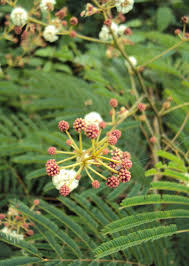 Image result for Intsia