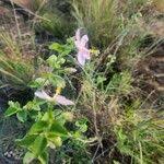 Image result for Hibiscus meyeri