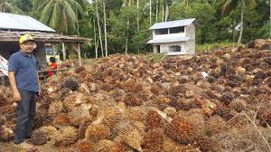 Kelapa sawit termasuk salah satu tanaman yang menjadi komoditas cukup penting di indonesia. Harga Tbs Kelapa Sawit Terpuruk Serambi Indonesia