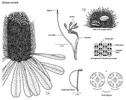 A plant identification book for the botanically minded naturalist to identify rainforest trees and shrubs in victoria, nsw and subtropical. Banksia Australian Plant Information