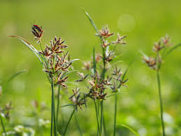 Image result for Cyperus longicarpus