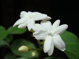 National administration>national symbols of korea > the national flower. Flowers In The Philippines Flowersinthephilippines
