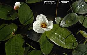 Image result for Ottelia ulvifolia