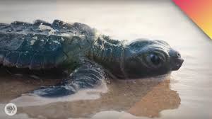 How Baby Sea Turtles Find Their Way Home Youtube