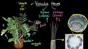 The first cells to differentiate are towards the outside of the stele. Intro To Vascular Tissues Xylem Phloem Video Khan Academy