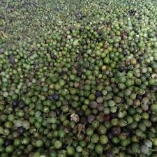 Image result for Nageia nagi