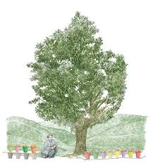 You don't need an orchard, but planting at least two trees is a requirement for fruit production. Https Www Motherearthgardener Com Plant Profiles The Wild Apple Tree Ze0z1901zpop