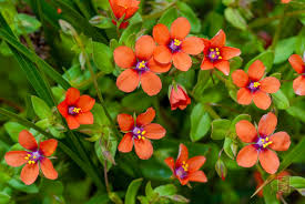 Image result for Lysimachia arvensis