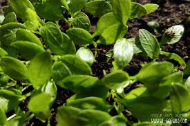 Petersilie Saen Am Fensterbrett Und Im Garten We Go Wild