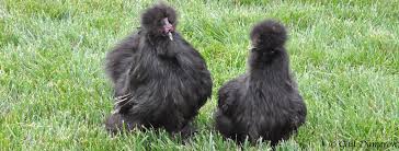 Bearded silkie chickens are great balls of fluff, they are gentle, sweet and make fantastic pets. 8 Interesting Features Of The Silkie Chicken Breed Backyard Poultry