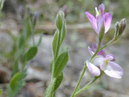 Image result for Polygala gossweileri