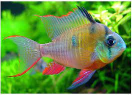Is bolivian ram (mikrogeophagus altispinosa) a good community fish? Dwarf Bolivian Ram Cichlid Arizona Aquatic Gardens