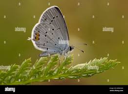 Image result for Satyrium orbiculare