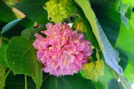Image result for Dombeya acutangula