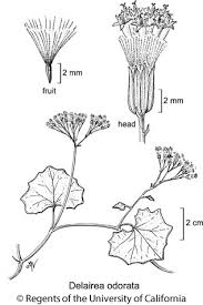 Image result for Delairea odorata