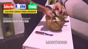 This particular spot is a break from monotony of shophouses and some village houses dotting the roadside. Durian D123 Chanee Bukit Gantang 6 1kg Duriotourism Unboxingdurian Youtube
