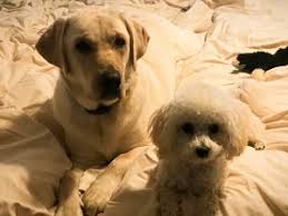 Find pet friendly hotels in charlottesville, va from $72. Pet Friendly Accommodations In The Charlottesville Area Gayle Harvey Real Estate