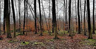 Fauna e compusa din ursi, mistreti, vulpi.tip imobil : Caracteristici PÄdure De Foioase ClimÄ FlorÄ FaunÄ Thpanorama Acum DeveniÈi Mai Buni